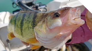 Jigging for Jumbo Lake Erie Perch [upl. by Burne]