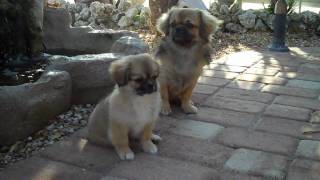 Tibetan Spaniel Pup 11 Weeks Old [upl. by Yevoc]