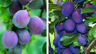 How to Plant Plums Easy Fruit Growing Guide [upl. by Hernandez115]