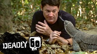 Monitor Lizard LICKS Steves Eye  Deadly 60  BBC Earth Kids [upl. by Steward]