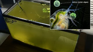 Raising Daphnia for the Freshwater Aquarium [upl. by Roeser]