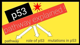 p53 tumor suppressor gene  SIMPLEST explanation [upl. by Addiel996]