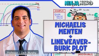 Biochemistry  Michaelis Menten amp LineweaverBurk Plot [upl. by Lisabeth]