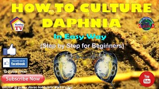 HOW TO CULTURE DAPHNIA In Easy Way [upl. by Elehcir3]