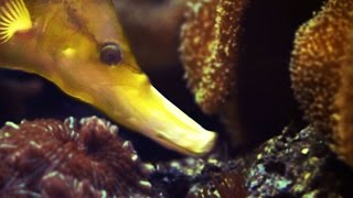 How Fish Eat Part 2 SLOW MOTION UNDERWATER  Smarter Every Day 119 [upl. by Fallon]