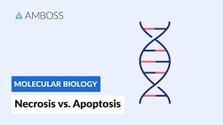 Necrosis vs Apoptosis Cell Death [upl. by Jesse]