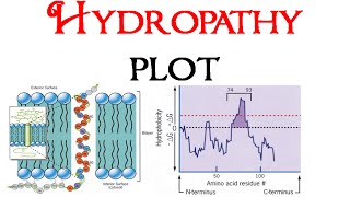 Hydropathy plot [upl. by Ikkim]